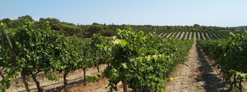 Narbonne Vinyard